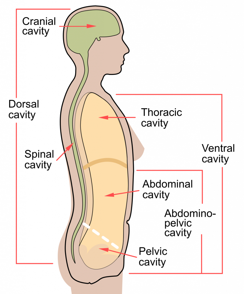 concept-of-strotas-definition-and-functions-ayurvedopedia